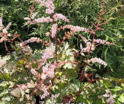 Astilbe Delft Lace