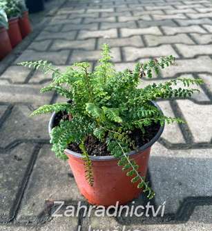 kapradina - Polystichum setiferum Herrenhausen