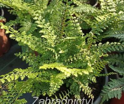 kapradina - Polystichum setiferum Herrenhausen