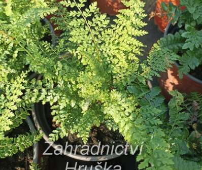 kapradina - Polystichum setiferum Herrenhausen