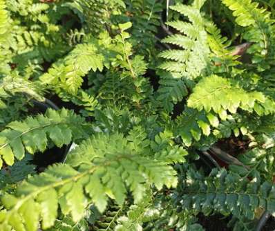 kapradina - Polystichum polyblepharum