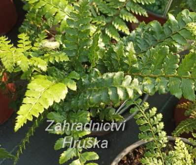 kapradina - Polystichum polyblepharum