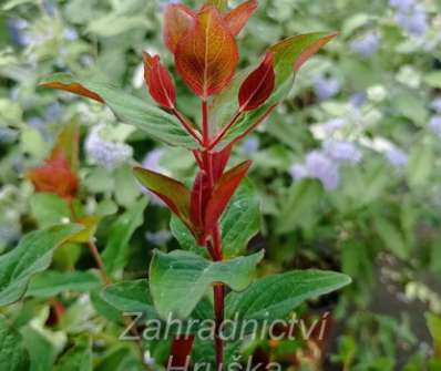 třezalka - Hypericum miracle 'Night'