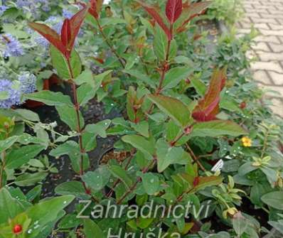 třezalka - Hypericum miracle 'Night'