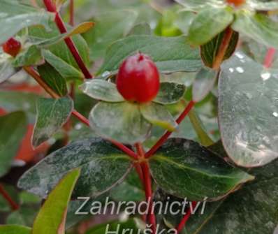 třezalka - Hypericum miracle 'Night'