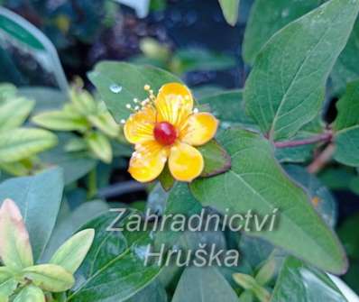 třezalka - Hypericum miracle 'Night'