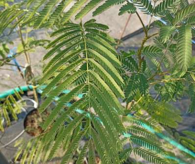 albízie - Albizia julibrissin 'Rosea'