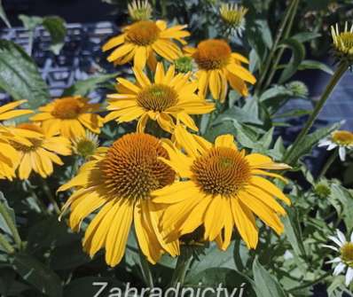 Echinacea purpurea Papallo Classic Deep Yellow