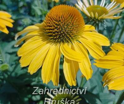 Echinacea purpurea Papallo Classic Deep Yellow