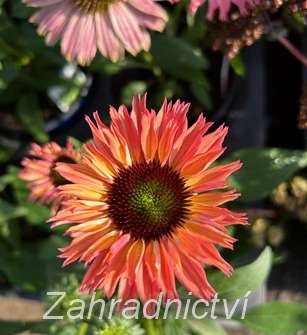 Echinacea SunSeekers Rainbow