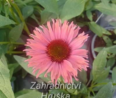 Echinacea SunSeekers Rainbow