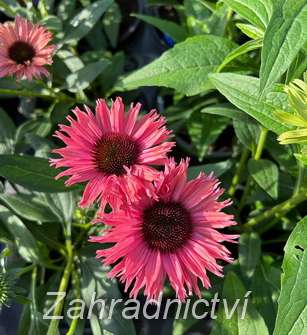 Echinacea SunSeekers Rainbow