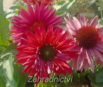 Echinacea SunSeekers Sweet Fuchsia