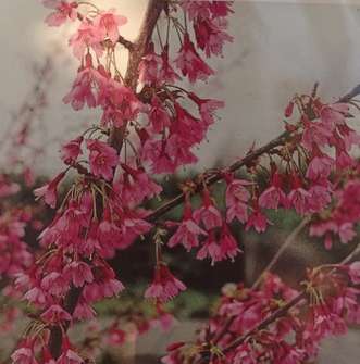 třešeň - Prunus serrulata 'Okame'