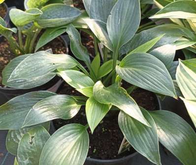 bohyška - Hosta 'Devon Green'