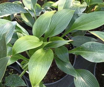 bohyška - Hosta 'Devon Green'