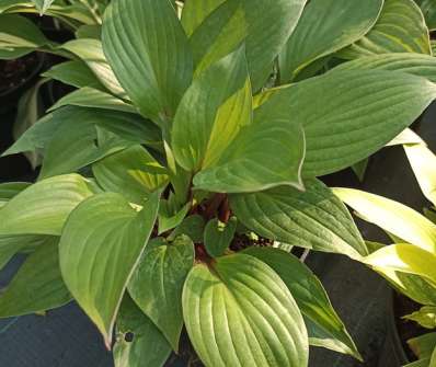 bohyška - Hosta 'First Blush'