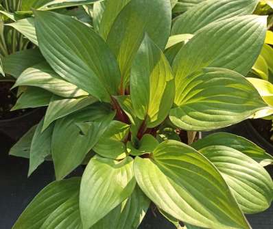 bohyška - Hosta 'First Blush'