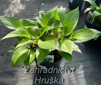 bohyška - Hosta 'First Blush'