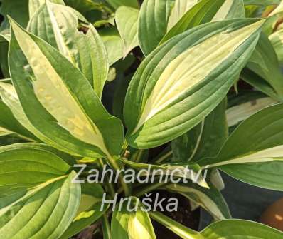 bohyška - Hosta 'Risky Bussines'