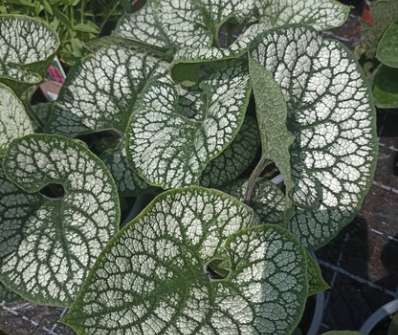 Brunnera macrophylla Sea Heart