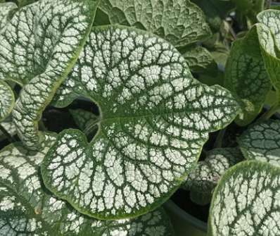 Brunnera macrophylla Sea Heart