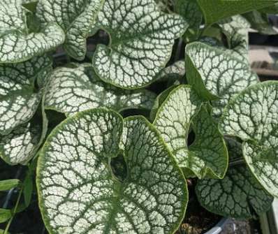 Brunnera macrophylla Sea Heart