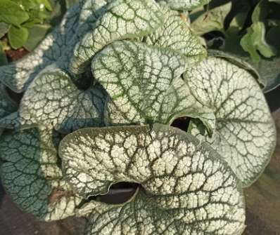 Brunnera macrophylla Sea Heart