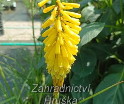 Kniphofia Sunningdale Yellow