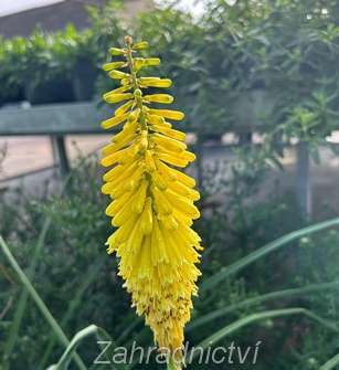 Kniphofia Sunningdale Yellow