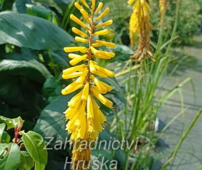 Kniphofia Sunningdale Yellow