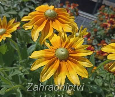 Rudbeckia hirta Praire Sun