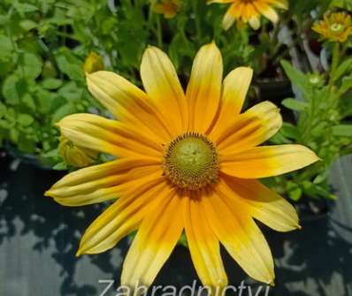 Rudbeckia hirta Praire Sun