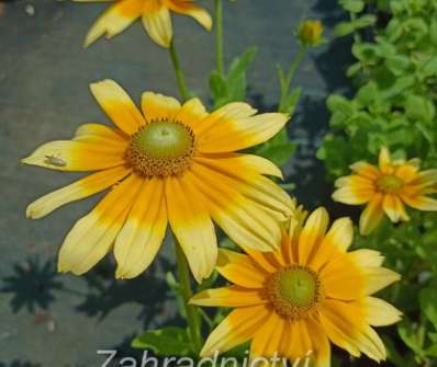 Rudbeckia hirta Praire Sun