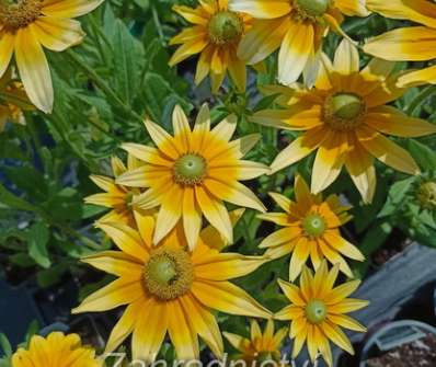 Rudbeckia hirta Praire Sun