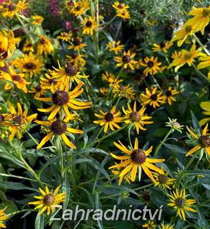 Rudbeckia fulgida Sun Ka Ching