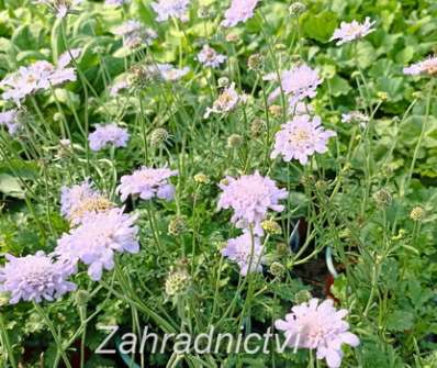 Scabiosa columbaria Flutter Deep Blue