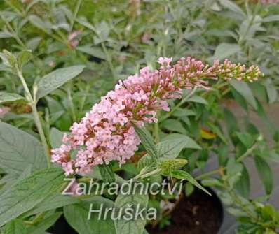 komule - Buddleja davidii 'Pink Panter'