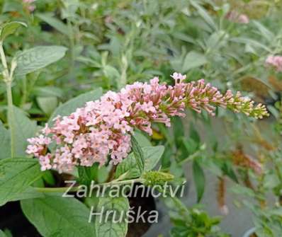 komule - Buddleja davidii 'Pink Panter'