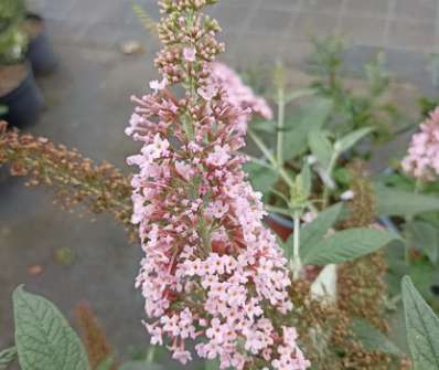 komule - Buddleja davidii 'Pink Panter'