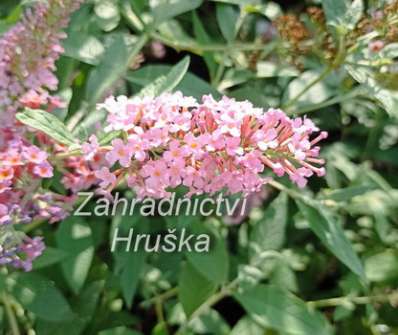 komule - Buddleja davidii 'Pink Panter'