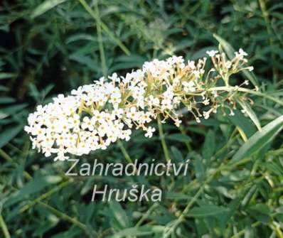 komule - Buddleja davidii 'Nanho White'