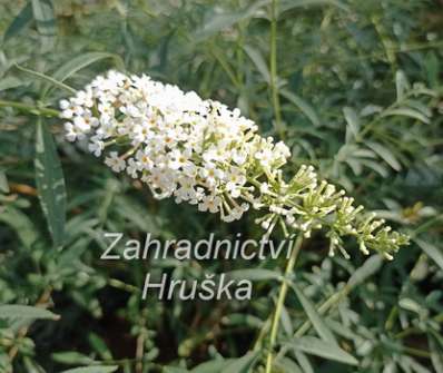 komule - Buddleja davidii 'Nanho White'