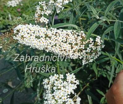 komule - Buddleja davidii 'Nanho White'