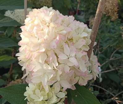 hortenzie - Hydrangea paniculata 'Petite Flory'