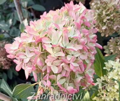 hortenzie - Hydrangea paniculata 'Petite Flory'