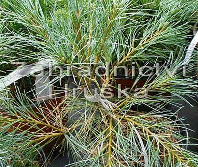 Borovice - Pinus strobus 'Blue Shag'..