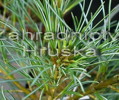 Borovice - Pinus strobus 'Blue Shag'..