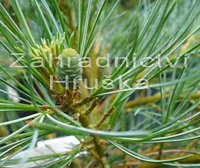 Borovice - Pinus strobus 'Blue Shag'..