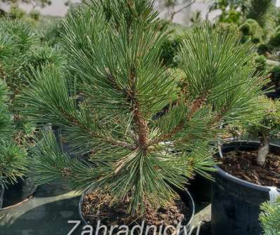 Borovice - Pinus leucodermis 'Kalouš'